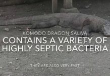 A caccia di DRAGHI (di KOMODO)