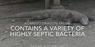 A caccia di DRAGHI (di KOMODO)