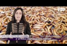 A cena con l’insetto? Parliamo di questo taboo con Entonote per Pop Economy Tv