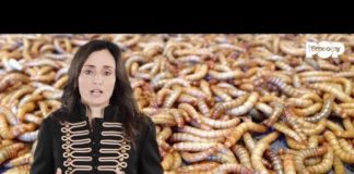 A cena con l’insetto? Parliamo di questo taboo con Entonote per Pop Economy Tv